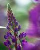 Lupine Photo by K8 via-unsplash